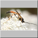 Ophioninae spp ~ Anomalinae spp - Schlupfwespe 096a 16mm-fdet02.jpg